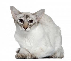 Кот породы Балинезийская кошка ( Балинез ) каталог пород кошек и котят на официальном сайте корма Бош