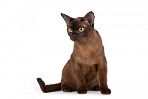 Кот породы Бурманская кошка каталог пород кошек и котят на официальном сайте корма Бош